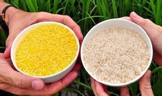 转基因食品的食用安全性及农副产品的影响探讨